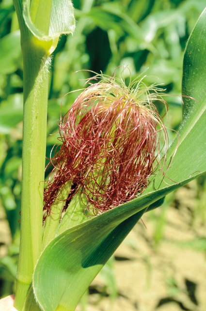 50% des plantes de maïs portent des soies, c'est la floraison