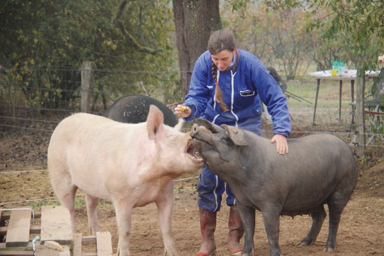 Un Nouvel élevage Porc Plein Air 